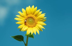 万博集团的未来：它能否引领行业变革？