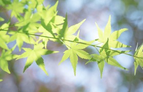 玩转开云体育官网入口，掌握这几点让你秒变行业高手！